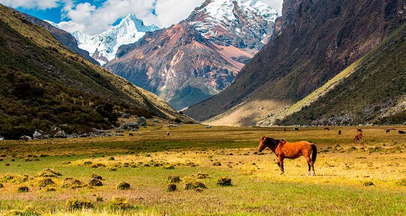 Vue d'un cheval dans le paysage naturel de Nevado Alpamayo